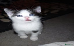 RagaMuffin cats for sale: 2 ragamuffin mixed breed kittens. Nearly 8 weeks - Image 8