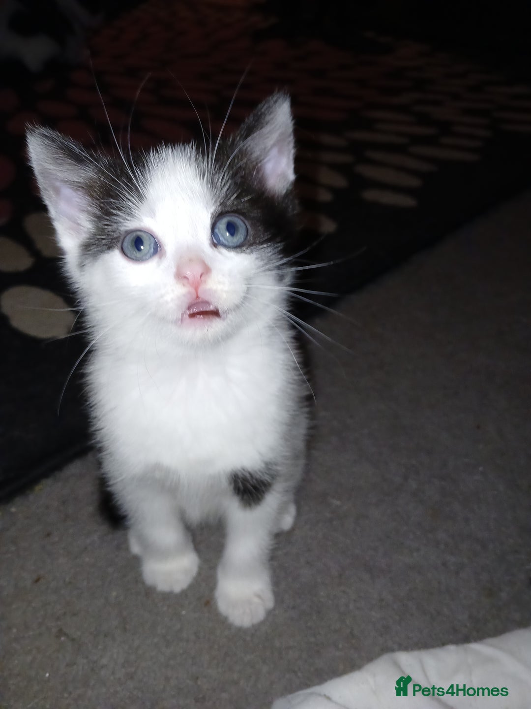 RagaMuffin cats for sale: 2 ragamuffin mixed breed kittens. Nearly 8 weeks - Image 8