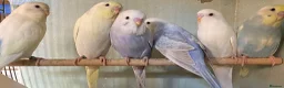 Budgerigars birds for sale: Baby budgies and pairs for sale  - Advert 2