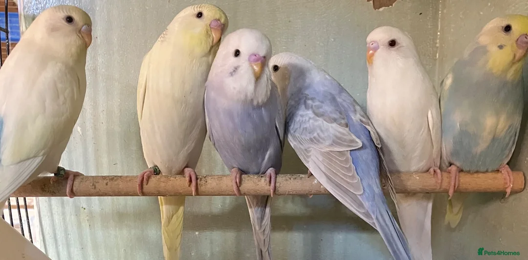 Budgerigars birds for sale: Baby budgies and pairs for sale  - Advert 2