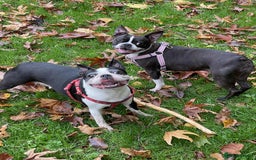 Boston Terrier dogs for sale: Boston Terrier Adults - Image 10