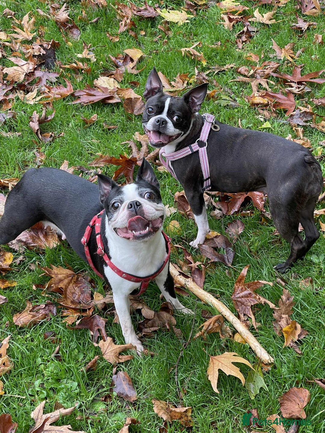 Boston Terrier dogs for sale: Boston Terrier Adults - Image 10