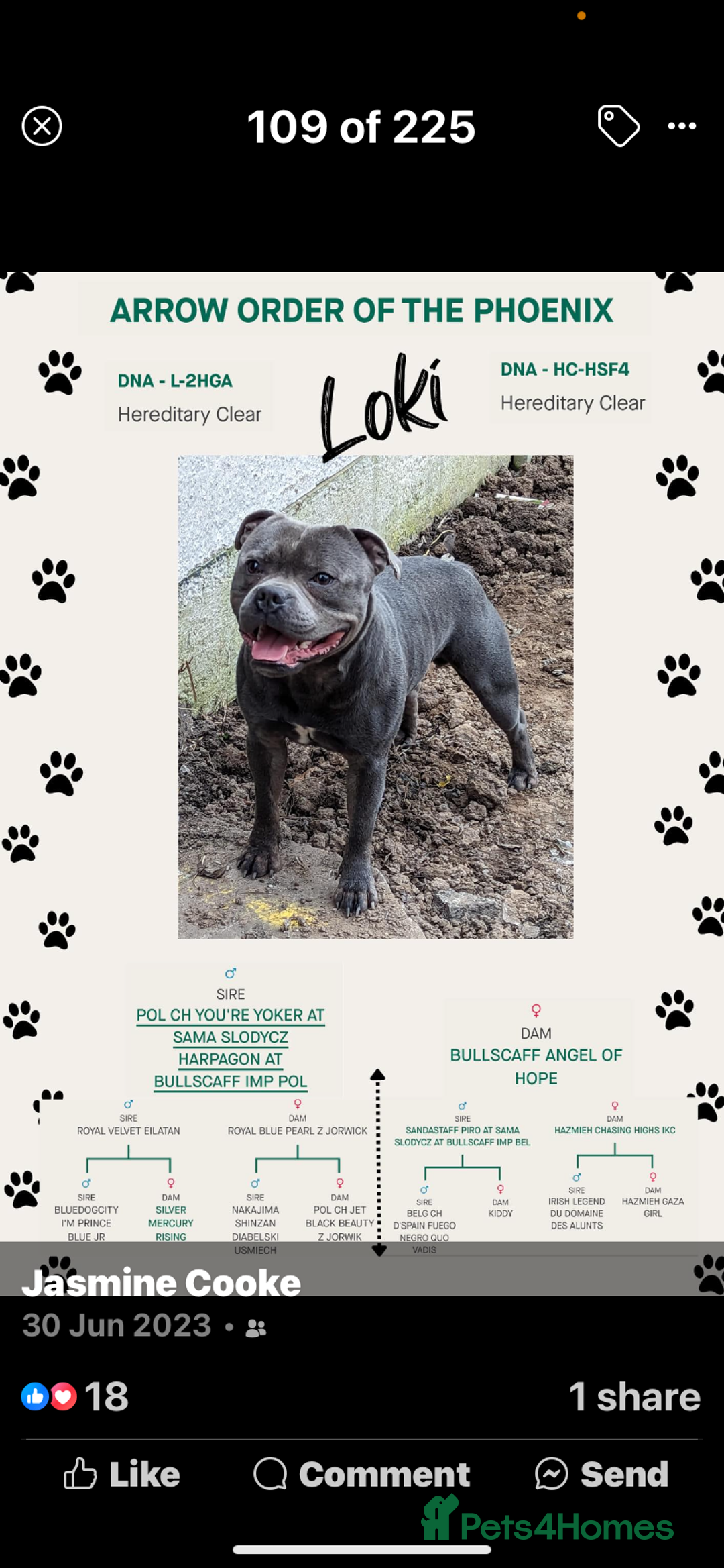 Staffordshire Bull Terrier dogs for sale: Amazing litter of blue staff pups ready to go  - Image 5