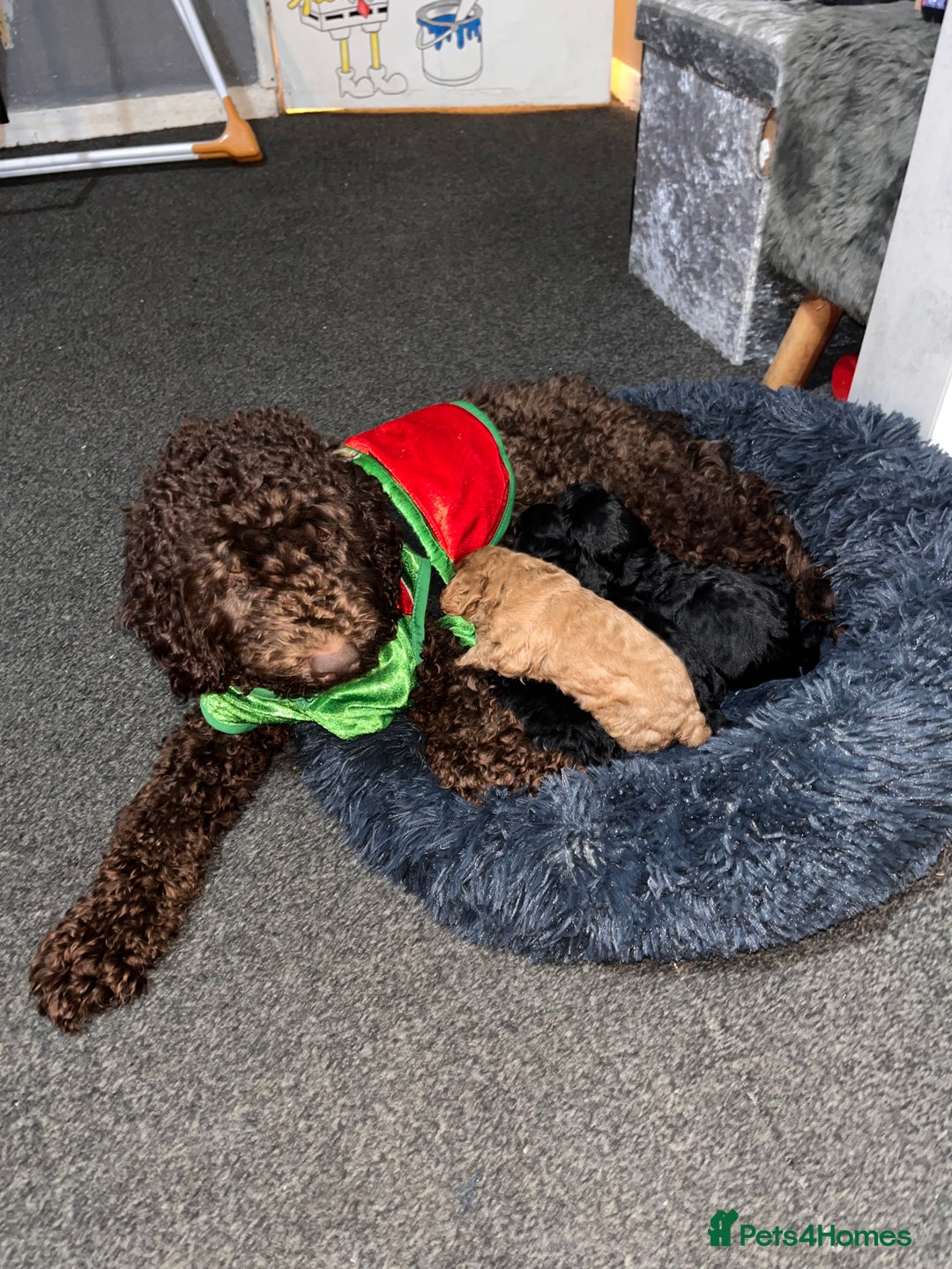 Cockapoo dogs for sale: COCKAPOO PUPS FOR RESERVE - Advert 1