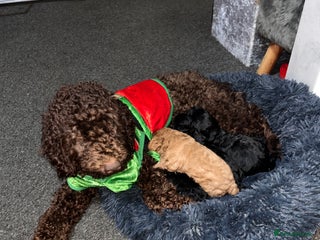 Cockapoo dogs COCKAPOO PUPS FOR RESERVE - Advert 1