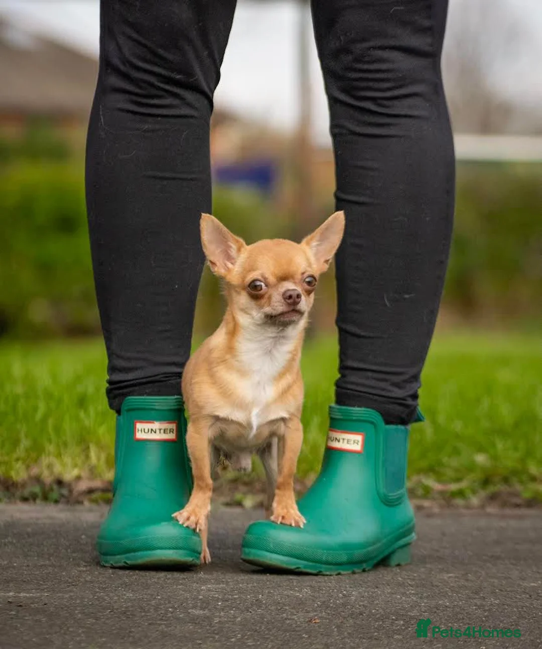 Chihuahua dogs for stud: Tiny PJ for Stud in Leeds - Advert 6