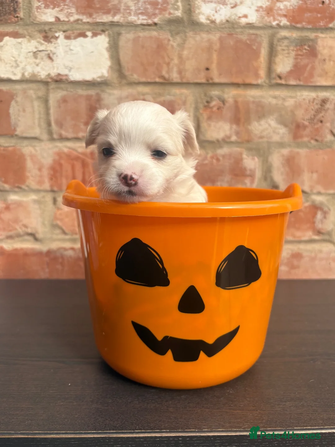 Chihuahua dogs for sale: Chihuahua puppies  in Scunthorpe - Advert 15
