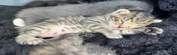Mixed Breed cats for sale: 2 kittens left  in Bolton - Advert 9