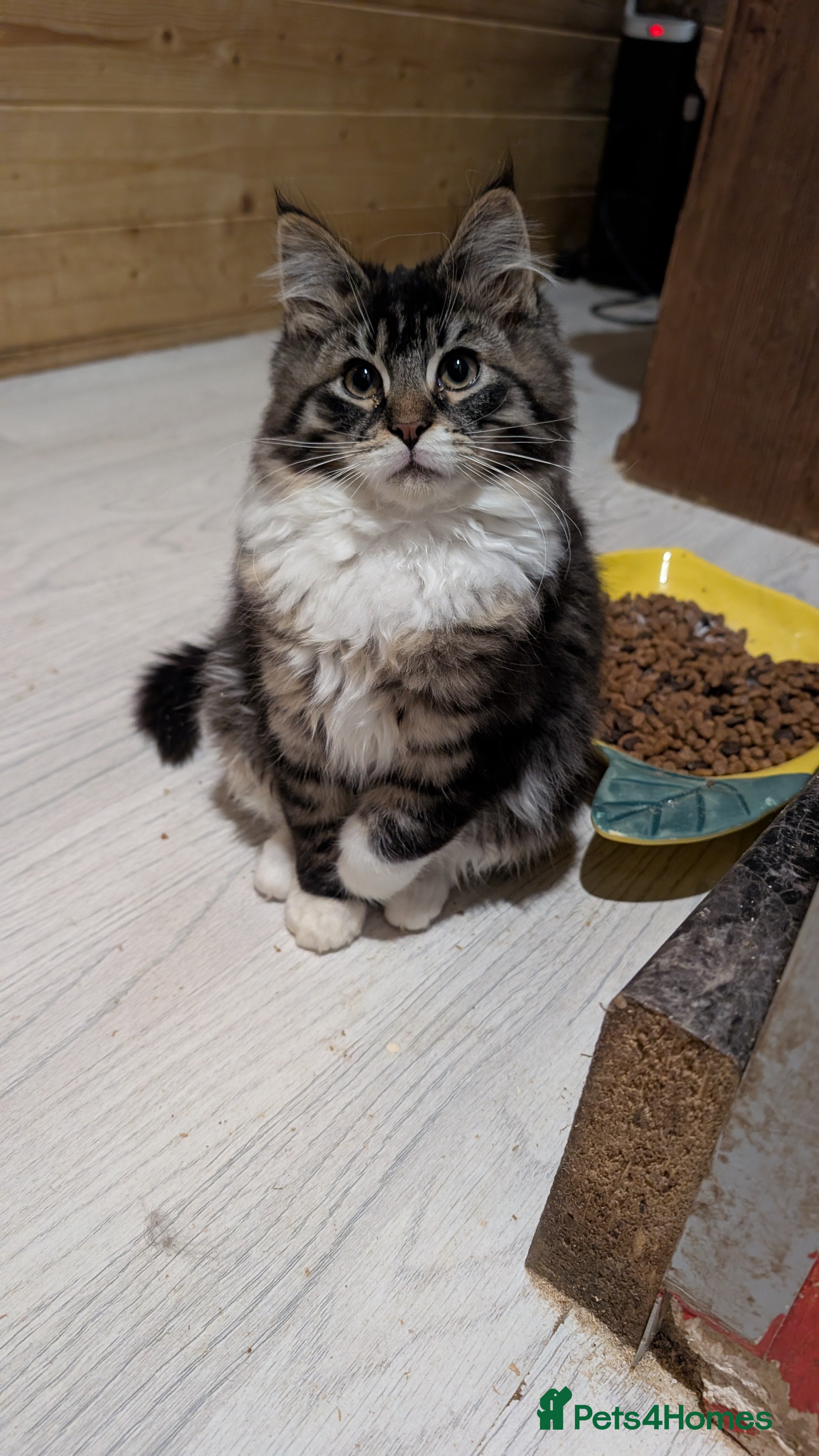 Maine Coon cats Maine Coon Pedigree kittens - Advert 4