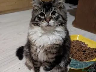 Maine Coon cats Maine Coon Pedigree kittens - Advert 4