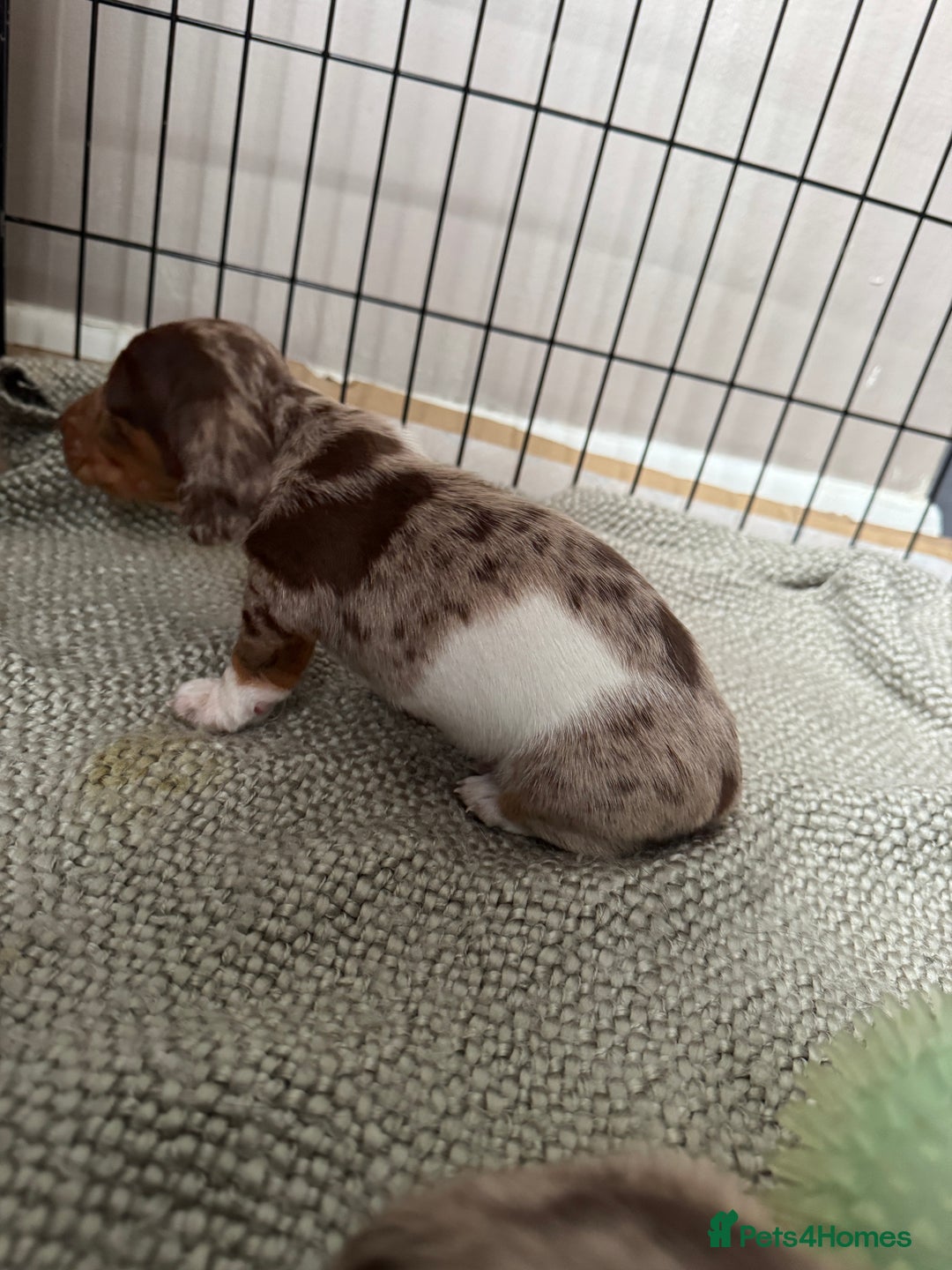 Miniature Dachshund dogs for sale: Miniature dachshund puppies  - Image 4