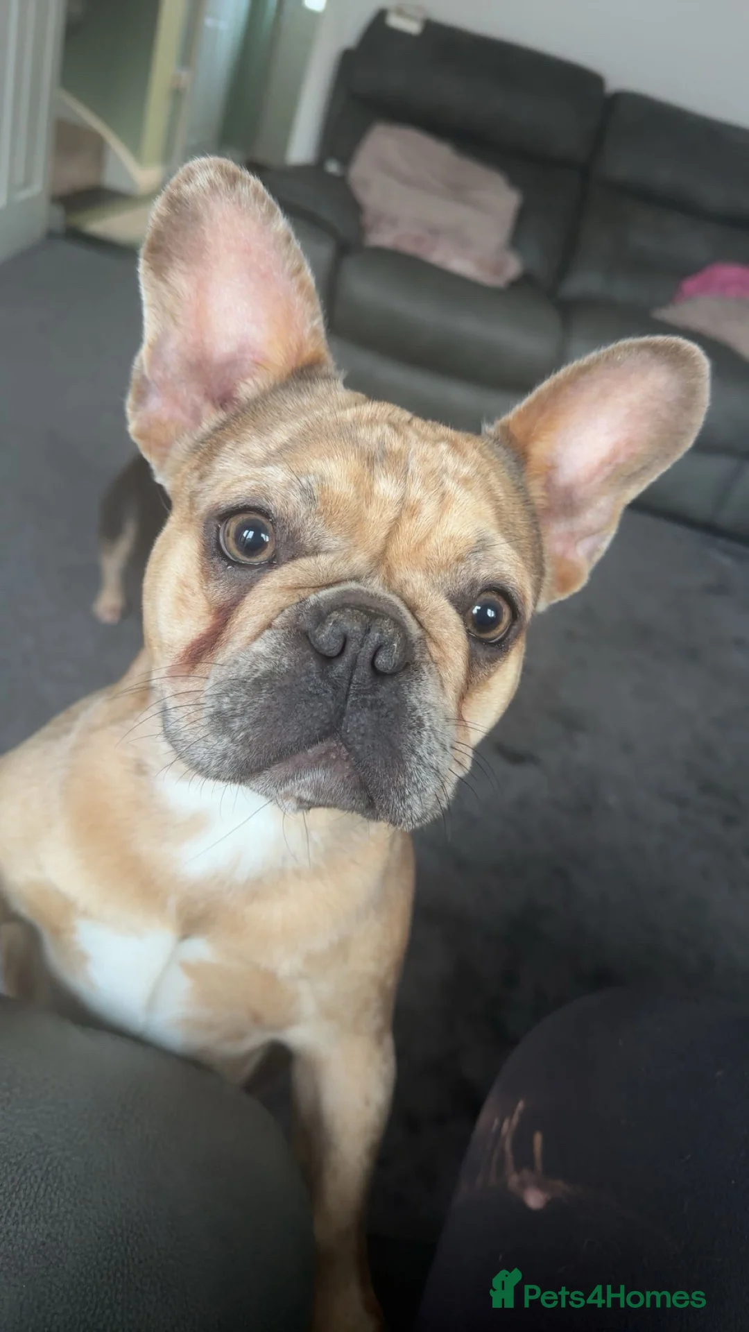 French Bulldog dogs for sale: merle french bulldog  in Andover - Advert 1