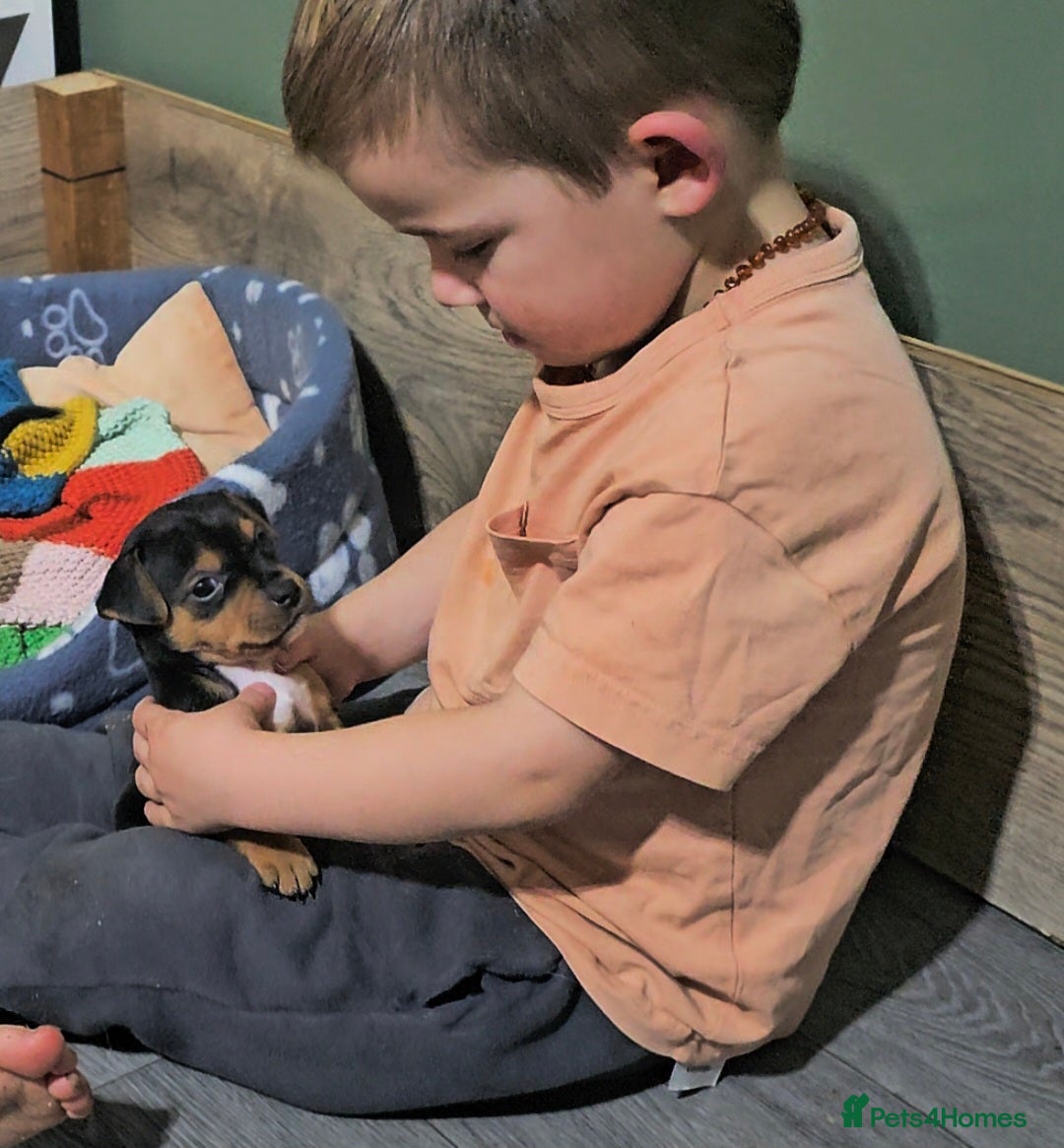 Jack Russell dogs for sale: Beautiful Jack Russell Terrier Puppies - Advert 10