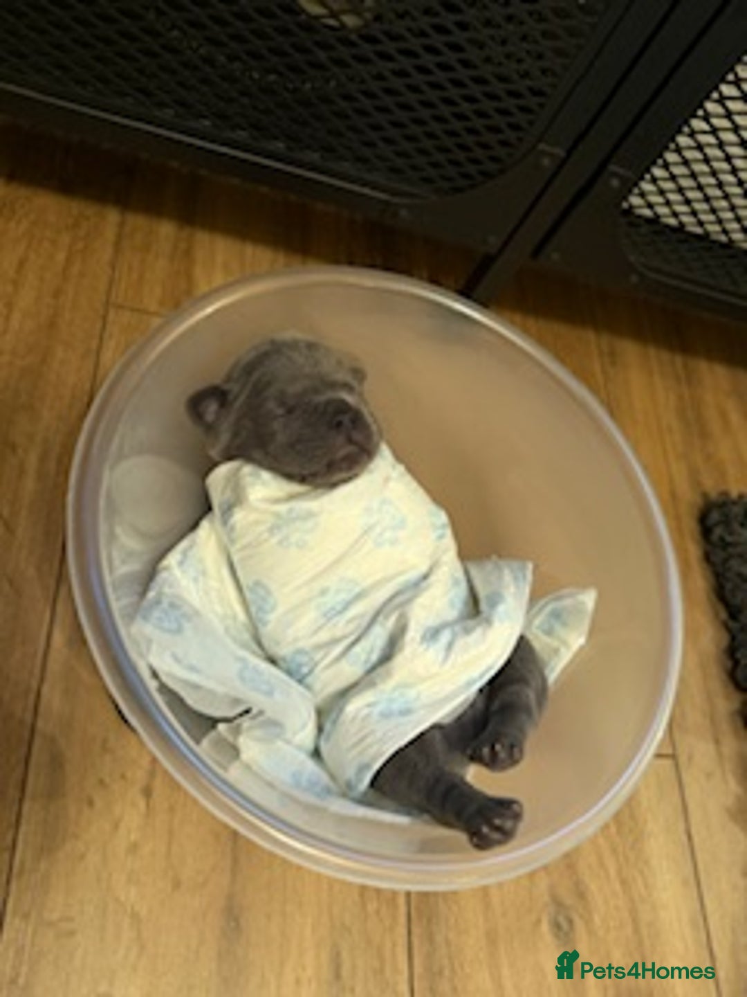 French Bulldog dogs for sale: Exclusive French Bulldog Puppies - Image 13