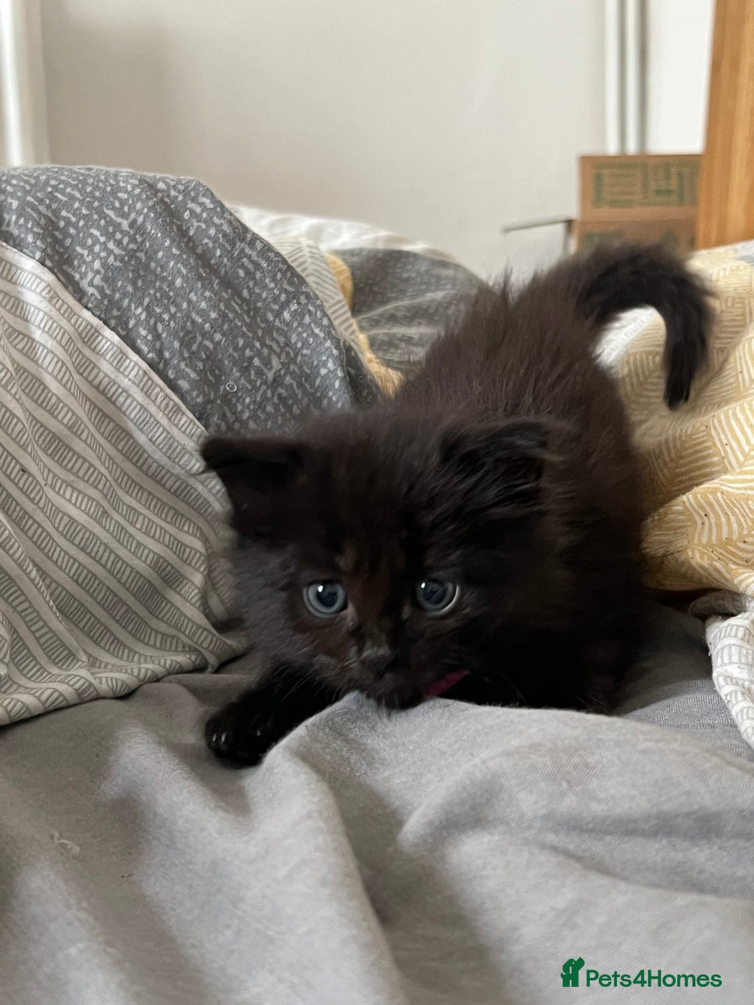Mixed Breed cats for sale: Adorable 5-Week-Old Kittens Ready for Loving Home  - Image 5