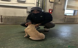 French Bulldog dogs for sale: 🐶 Meet Malibu – Looking for a Forever Home ❤️ - Image 5