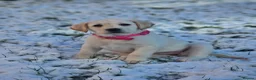 Goldador dogs for sale: Extensively Health tested, Chunky, Great with kids - Advert 9