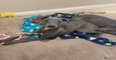 Whippet dogs - Advert 3