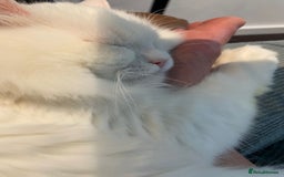 Mixed Breed cats for adoption: BLANCO - AMAZINGLY HANDSOME KITTEN NEUTERED VACCIN - Image 6