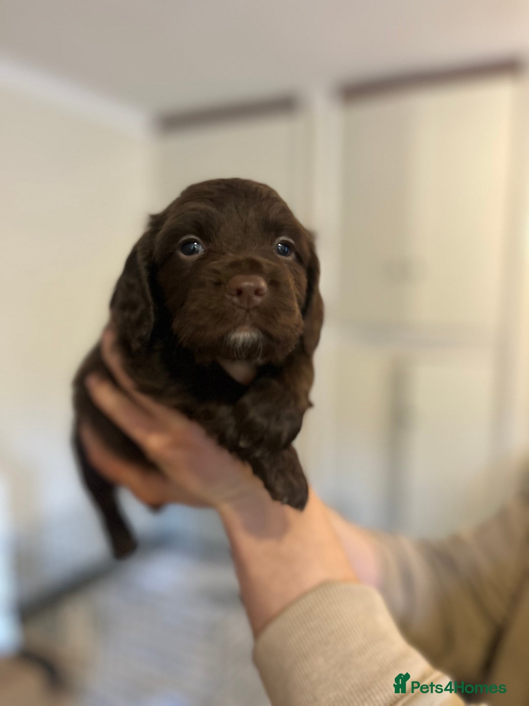 Sprocker dogs for sale: ** F1B SPROCKERS ** - Advert 9