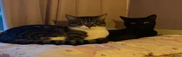 Mixed Breed cats for sale: 2 gorgeous male cats  - Advert 1