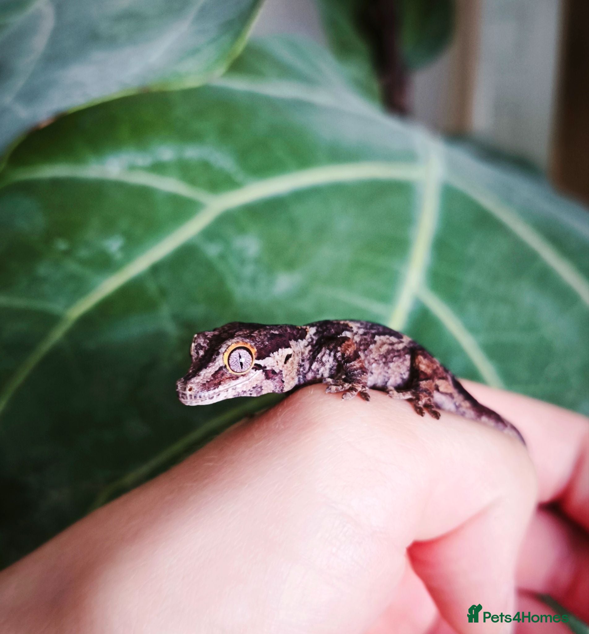 Gecko reptiles Baby reticulated gargoyle gecko - Advert 2