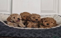 Toy Poodle dogs for sale: Toy Poodle Puppies for Sale - Image 4