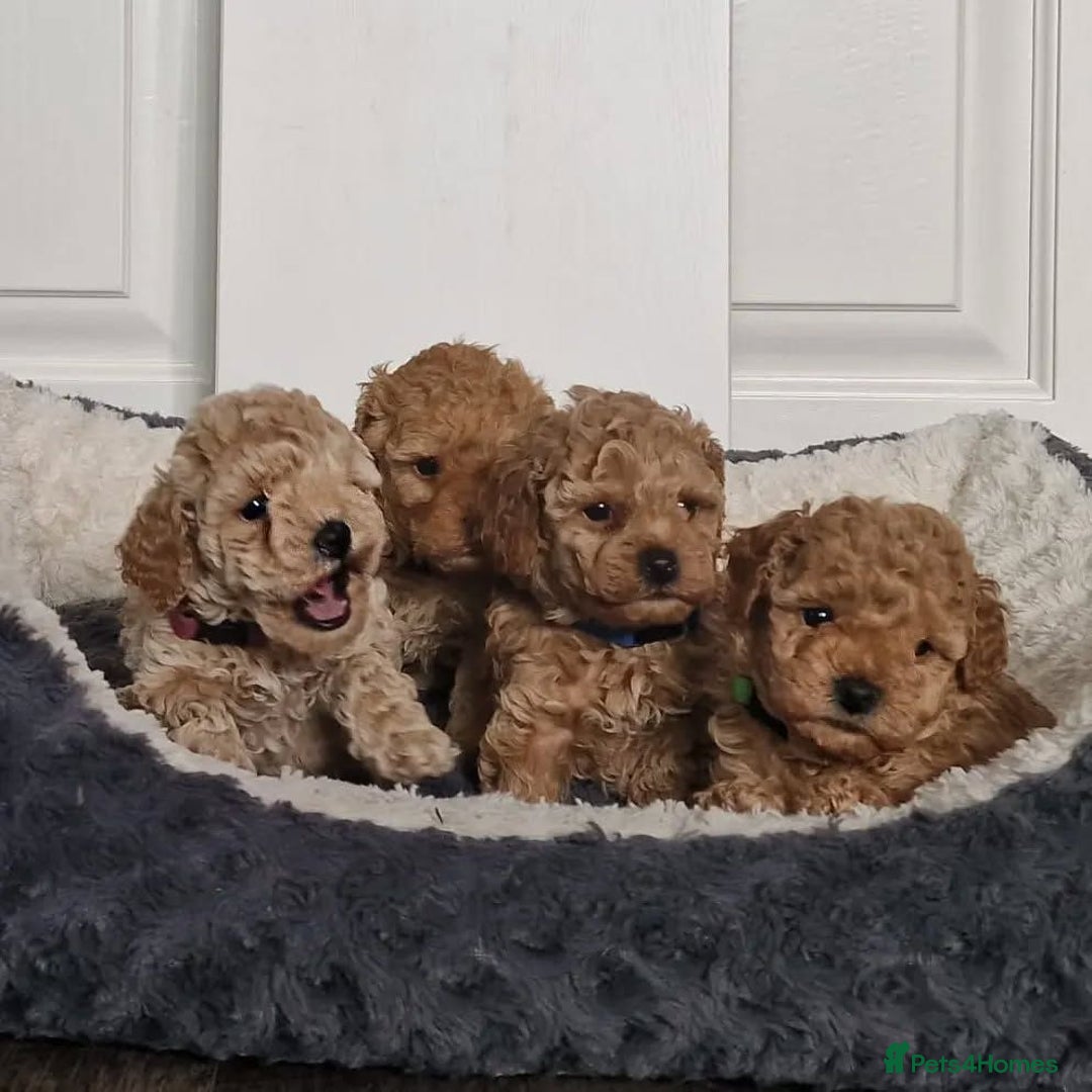 Toy Poodle dogs for sale: Toy Poodle Puppies for Sale - Image 4