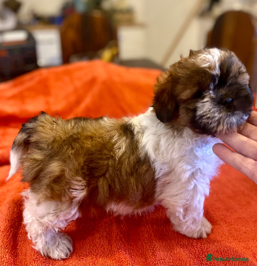 Shihpoo dogs for sale: ADORABLE SHIPOO PUPPIES - Advert 5