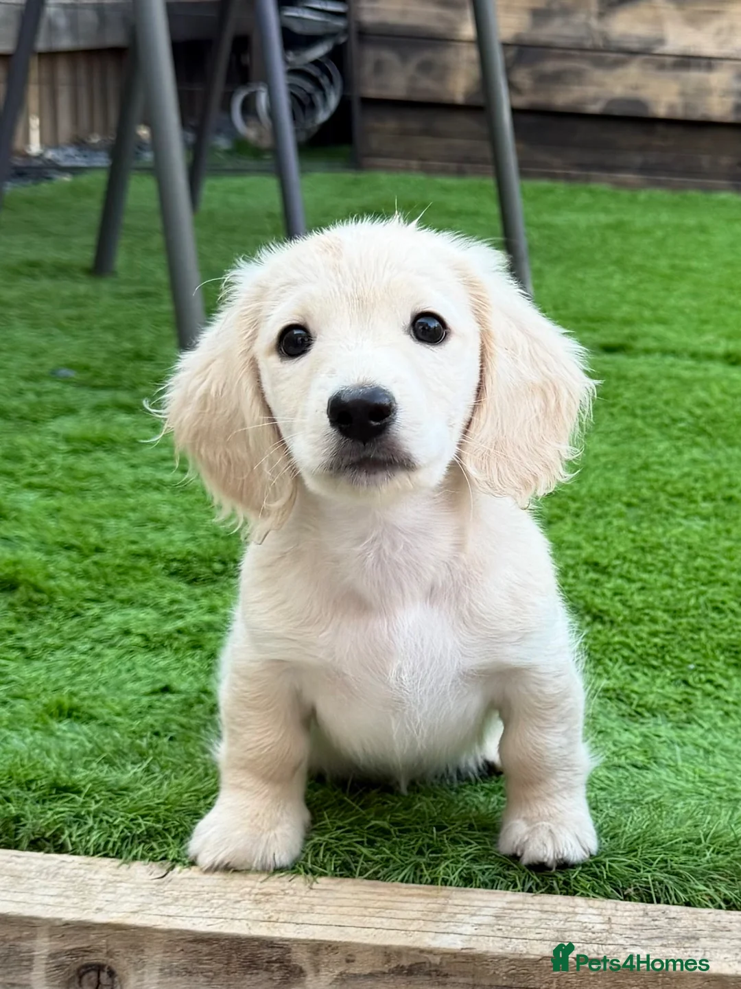 Miniature Dachshund dogs for sale: Long haired intense cream miniature dachshund boy in Nottingham - Advert 1