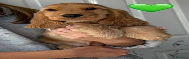 Green Collar Male