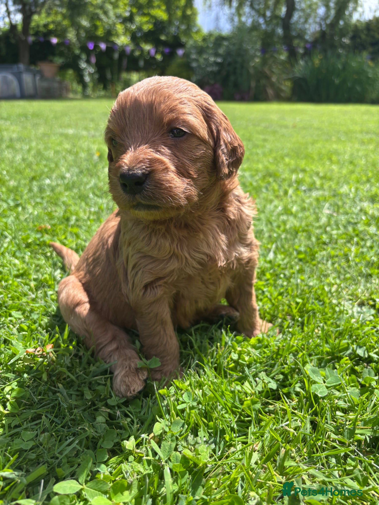Mini Goldendoodle dogs F1 Medium sized Goldendoodles  - Advert 1