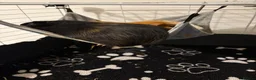 Guinea Pig rodents for sale: male guinea pig for rehoming in Southampton - Advert 7