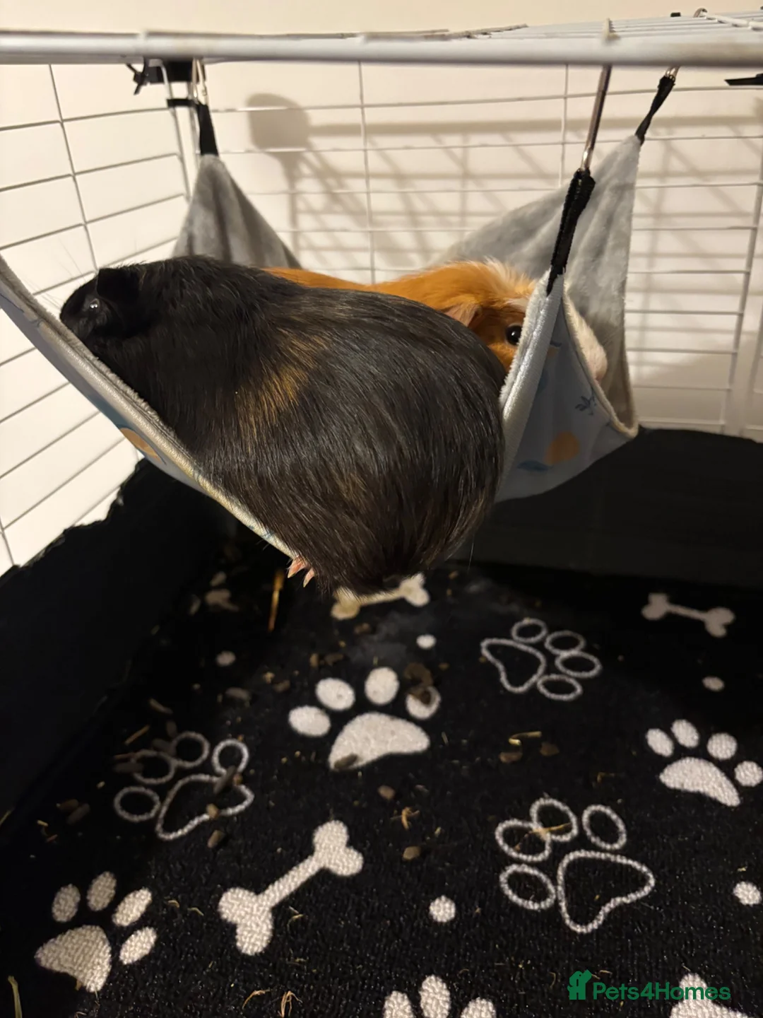 Guinea Pig rodents for sale: male guinea pig for rehoming in Southampton - Advert 7