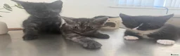 Maine Coon cats for sale: Maine coon cross kittens in Melksham - Advert 6
