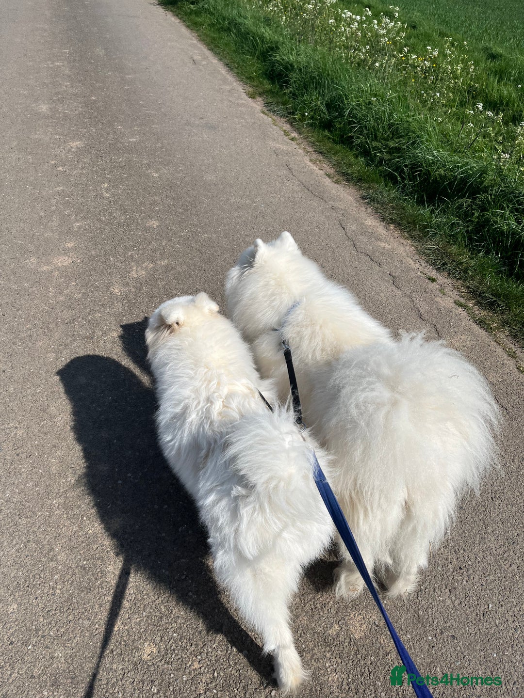 Samoyed dogs for sale: Samoyed - intact male pedigree  - Advert 3