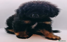 Bernedoodle dogs for sale: Miniature F1b bernedoodle boy - Advert 2