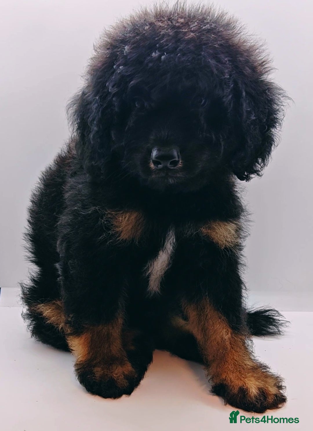 Bernedoodle dogs for sale: Miniature F1b bernedoodle boy - Advert 2
