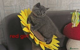 British Shorthair cats for sale: British Blue Shorthair kittens, GCCF pedigree - Image 5