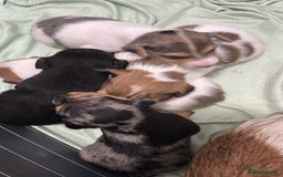 Jack Russell dogs for sale: Beautiful Jack russell puppies for sale  - Image 8