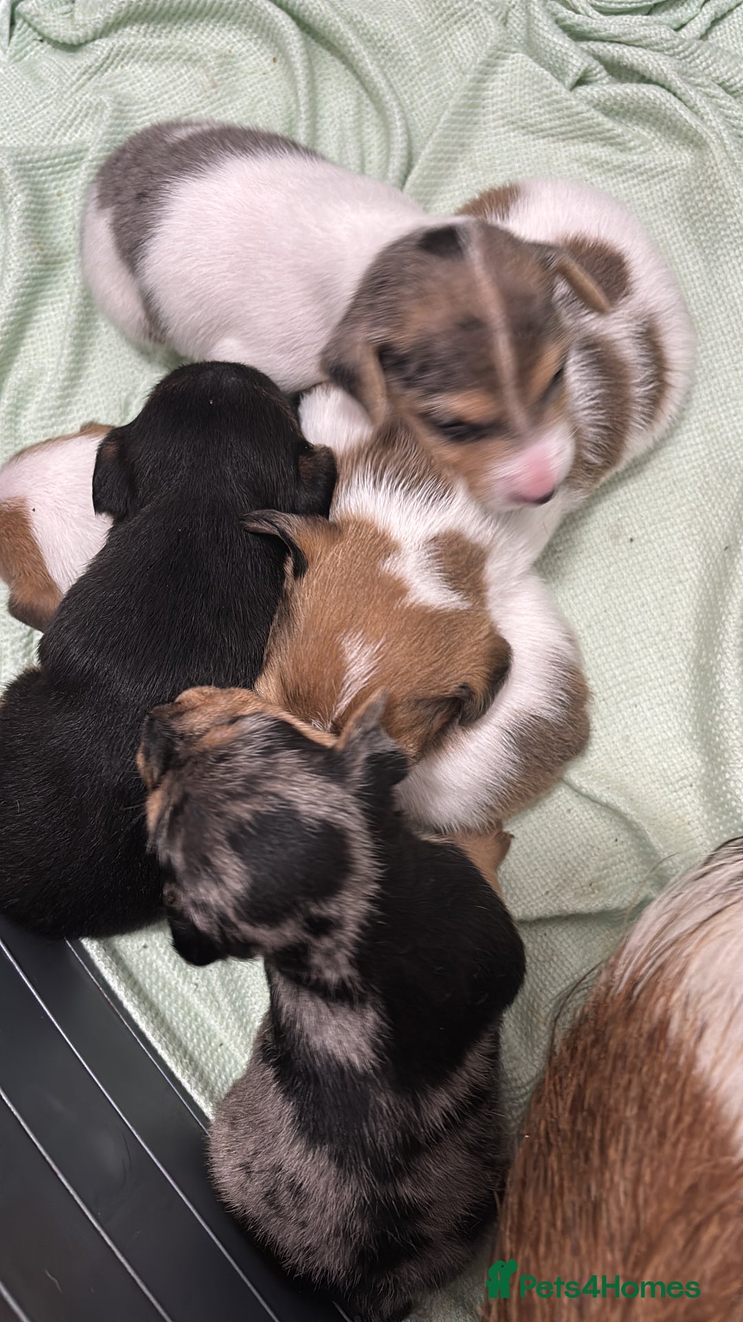 Jack Russell dogs for sale: Beautiful Jack russell puppies for sale  - Image 8
