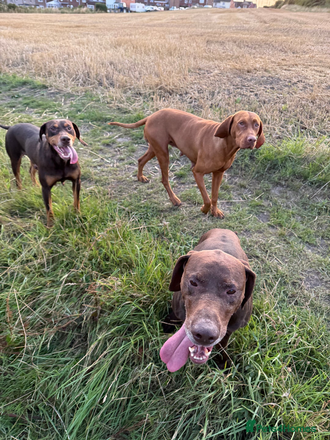Mixed Breed dogs for sale: Hungarian vizsla pups top quality pups  - Advert 19