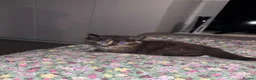 Bengal cats for sale: Half bengal - Advert 6