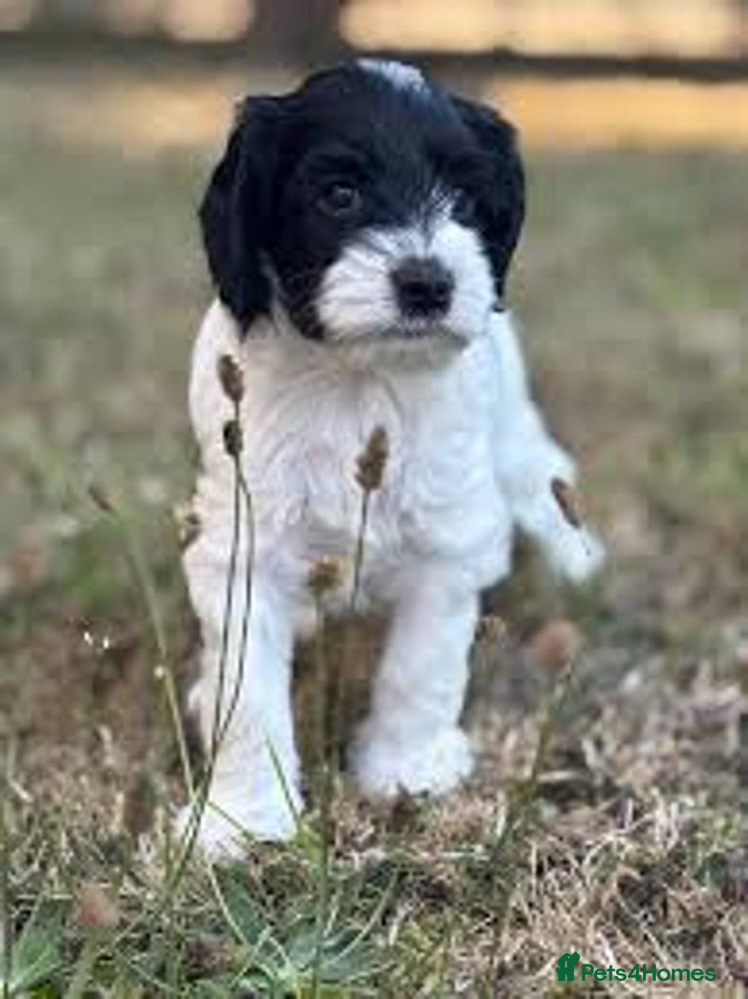 Cockapoo dogs for sale: Cockerpoo pups 2 left health tested parents  - Image 2