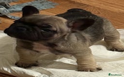 French Bulldog dogs for sale: 2 female French bulldog - ready soon  - Image 7