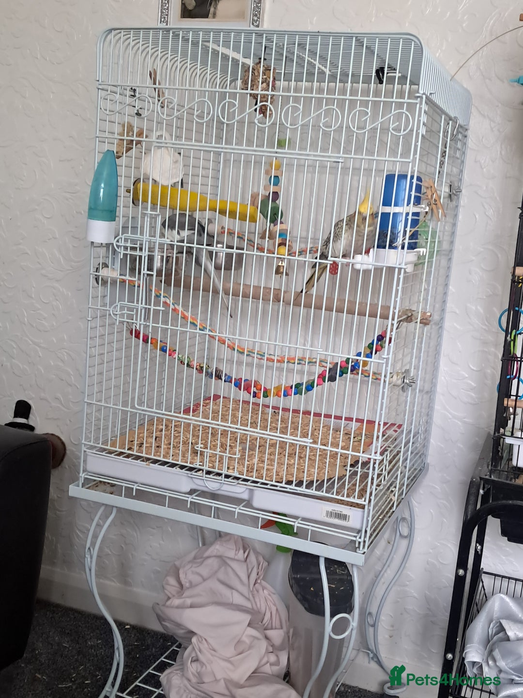 Cockatiels birds for sale: Pair cocktails  - Advert 3