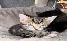 Ragdoll cats for sale: Ragdoll x Tabby Mix Female Kitten - Image 4