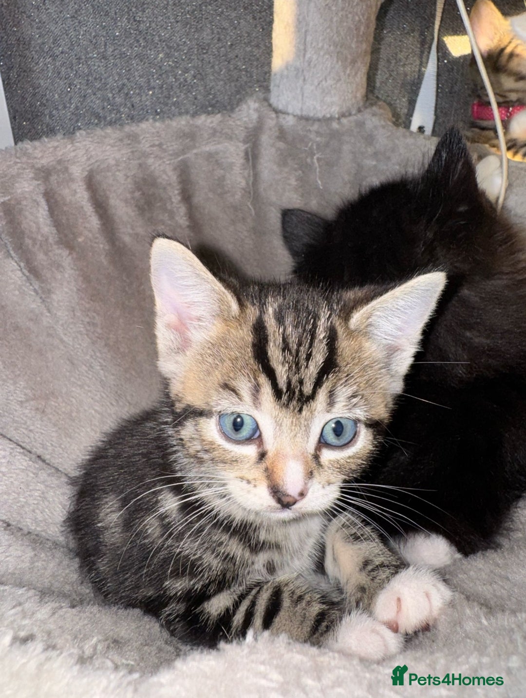 Ragdoll cats for sale: Ragdoll x Tabby Mix Female Kitten - Image 4