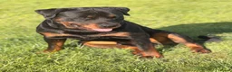 Rottweiler dogs for stud: Rottweiler stud - Advert 4