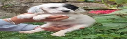 English Setter dogs for adoption: Mara's pups -4x male 4x female English Setter pups - Advert 16